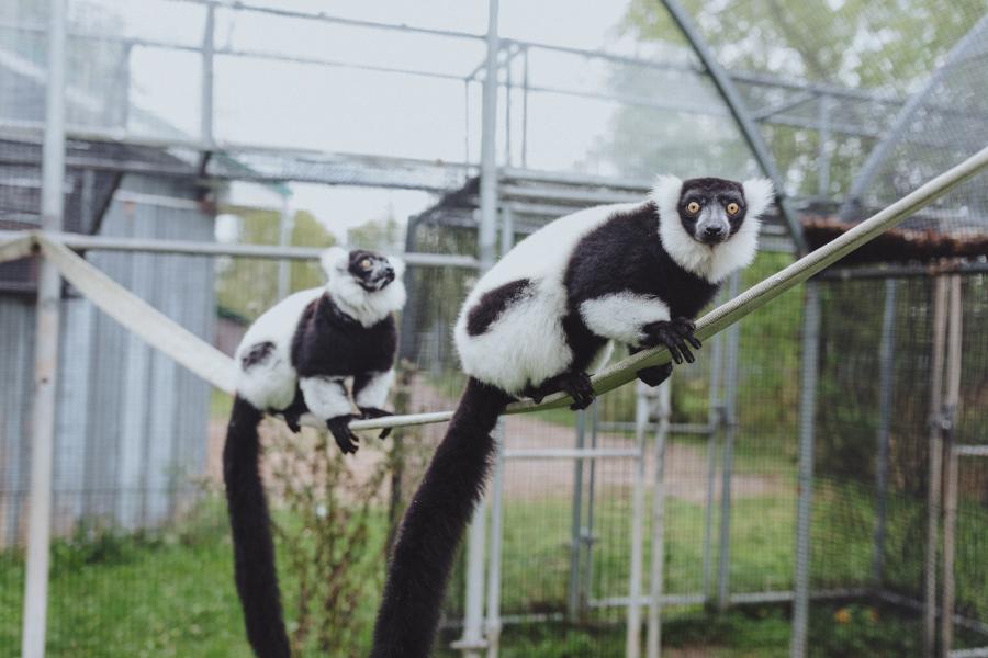 Monkeys Moncton Zoo