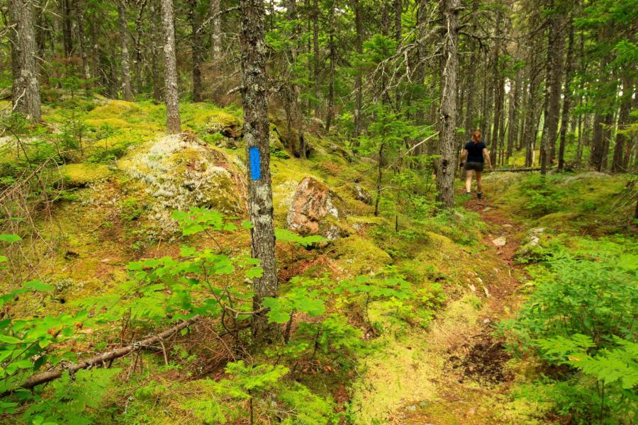 The Dobson Trail