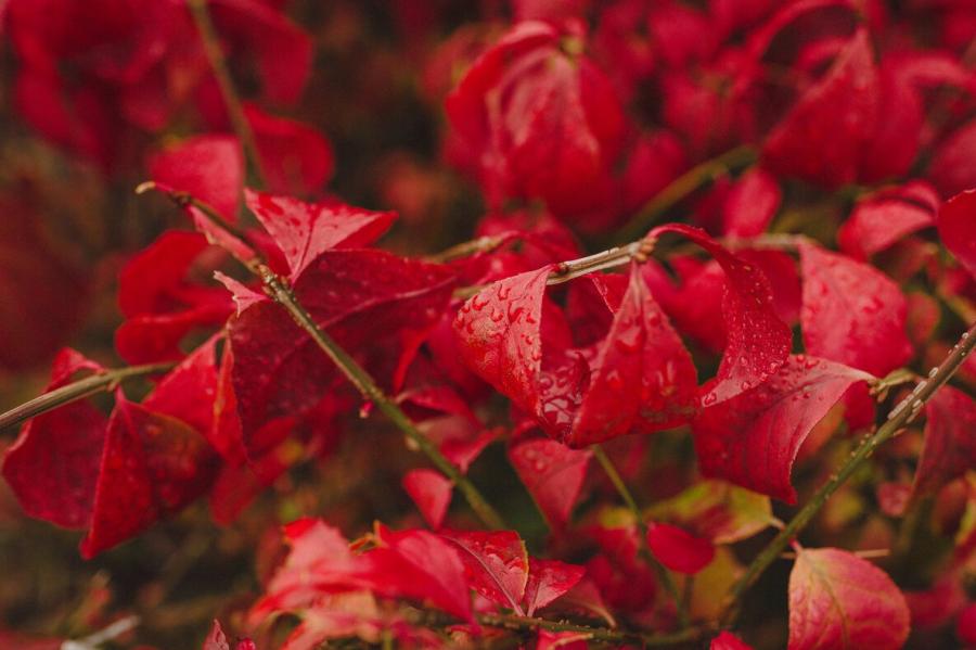 One of many shades of red