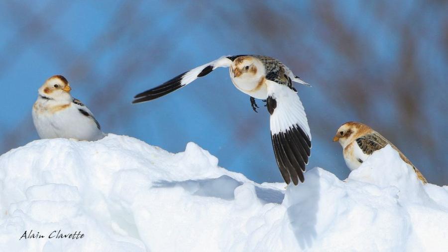 Snow Buntings -Alain Clavette