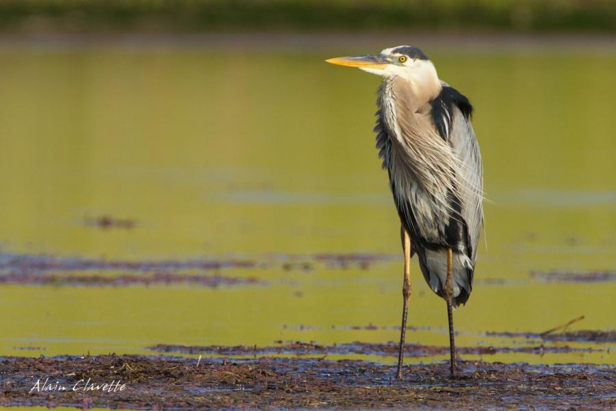 Great Blue Heron - Alain Clavette