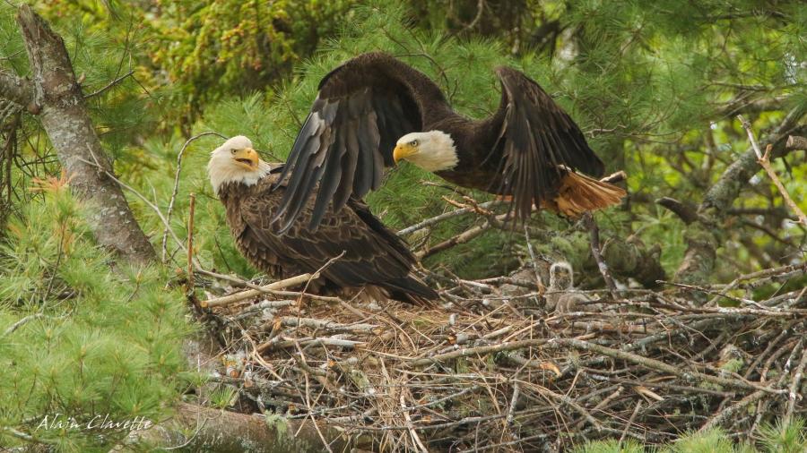American Bald Eagle - Alain Clavette