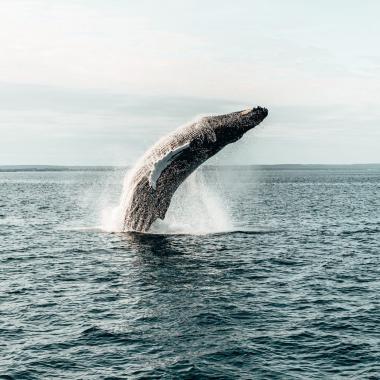 Whale-watching, Bay of Fundy