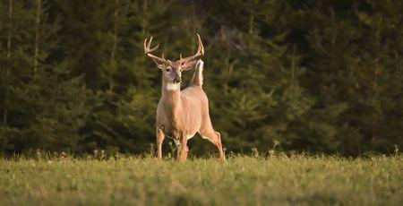 Deer tile