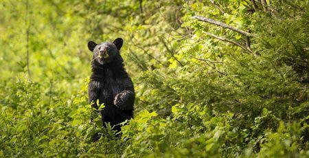 Bear tile