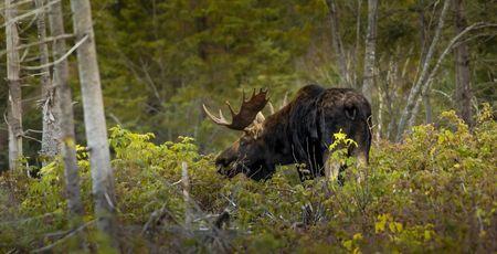 Moose_tile