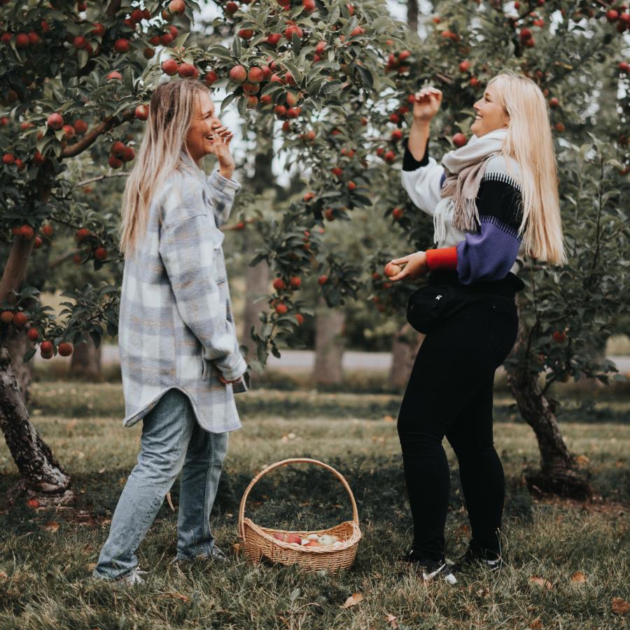 APPLE ORCHARDS & U-PICKS