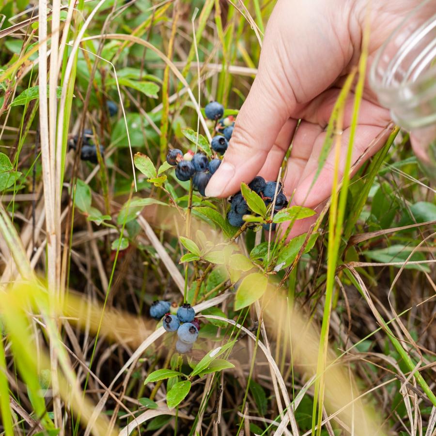 Blueberry picking, Acadian Peninsula