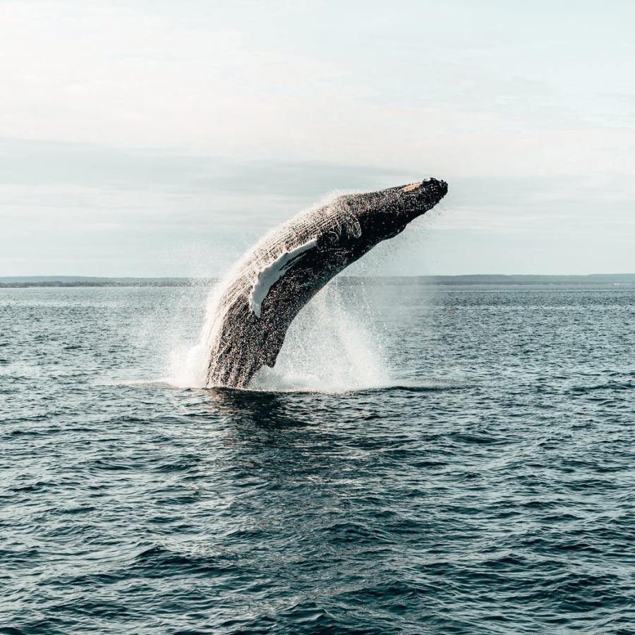 Whale-watching, Bay of Fundy