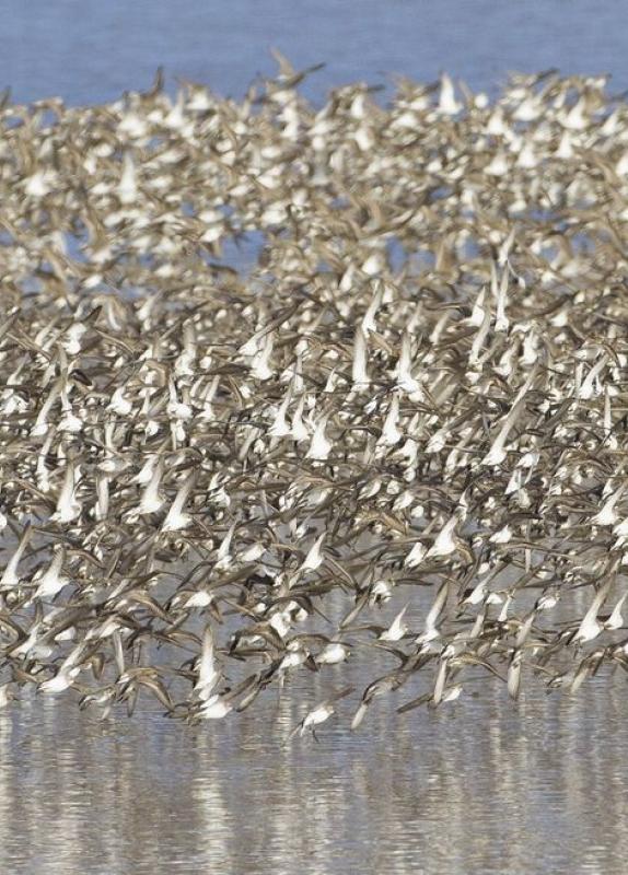 Semi-palmated sandpipers, Dorchester, NB