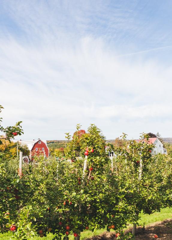 apple orchard