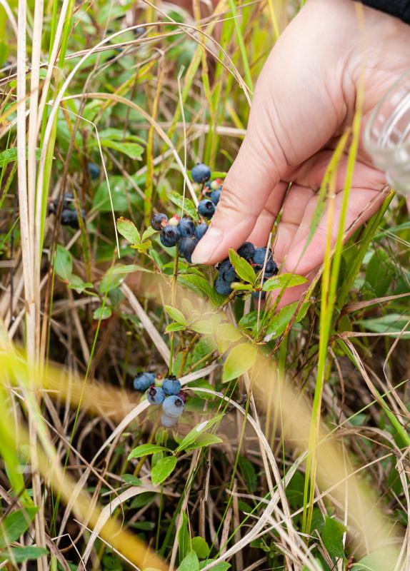 foraging blueberries