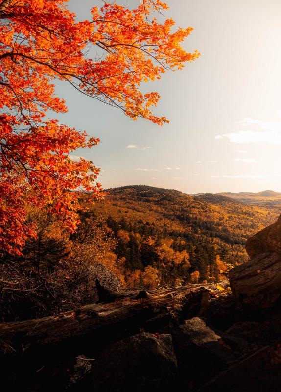 fall colours on a hike